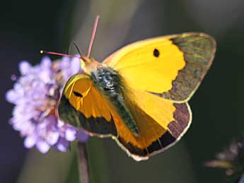 Colias crocea Frc. adulte - �Philip Clarke