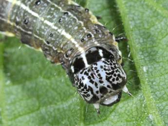  Chenille de Orthosia cruda D. & S. - �Philippe Mothiron