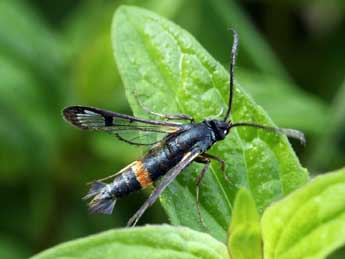 Synanthedon culiciformis L. adulte - �Daniel Morel