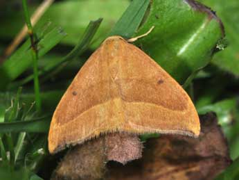 Watsonalla cultraria F. adulte - �Philippe Mothiron