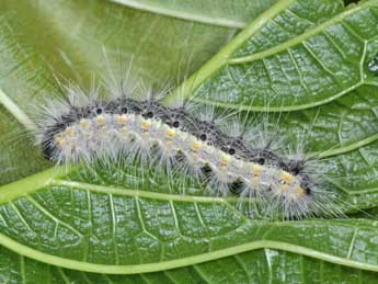  Chenille de Hyphantria cunea Drury - �Philippe Mothiron