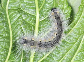  Chenille de Hyphantria cunea Drury - �Philippe Mothiron
