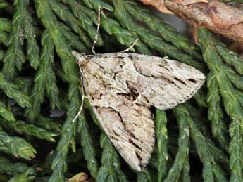 Thera cupressata Gey. adulte - �Daniel Morel