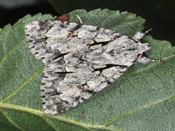 Acronicta cuspis Hb. adulte - �Philippe Mothiron
