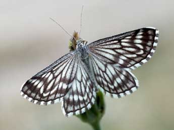 Schistostege decussata D. & S. adulte - �Daniel Morel