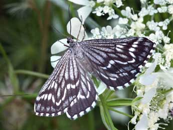 Schistostege decussata D. & S. adulte - �Daniel Morel