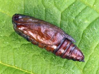  Chrysalide de Schistostege decussata D. & S. - �Daniel Morel