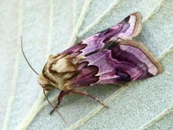 Periphanes delphinii L. adulte - �Daniel Morel