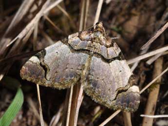 Anticlea derivata D. & S. adulte - �Philippe Mothiron