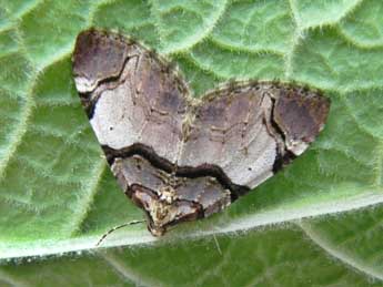 Anticlea derivata D. & S. adulte - �Philippe Mothiron