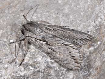 Auchmis detersa Esp. adulte - �Philippe Mothiron