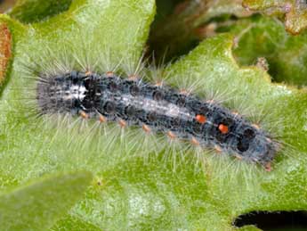  Chenille de Ocneria detrita Esp. - �Wolfgang Wagner, www.pyrgus.de