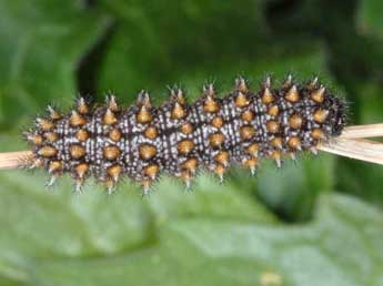  Chenille de Melitaea diamina Lang - �Wolfgang Wagner, www.pyrgus.de
