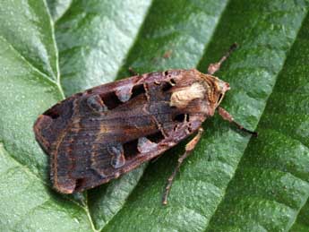 Xestia ditrapezium D. & S. adulte - �Daniel Morel