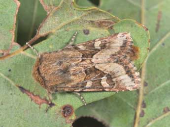 Luperina dumerilii Dup. adulte - �Philippe Mothiron