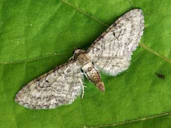Eupithecia egenaria H.-S. adulte - �Daniel Morel