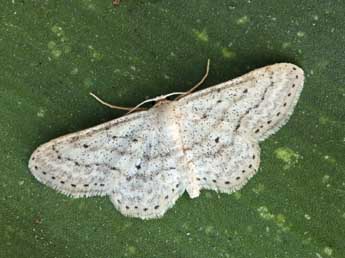Idaea elongaria Rbr adulte - �Daniel Morel