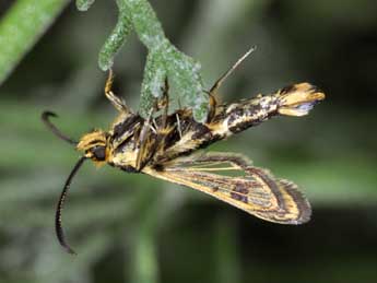 Chamaesphecia empiformis Esp. adulte - �Philippe Mothiron