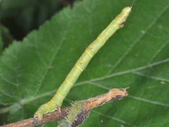  Chenille de Ennomos erosaria D. & S. - �Philippe Mothiron