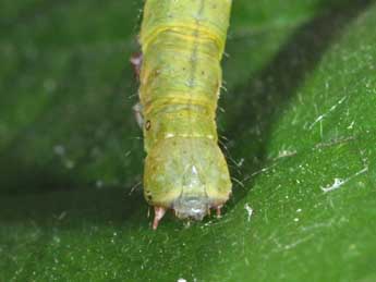  Chenille de Ennomos erosaria D. & S. - �Philippe Mothiron