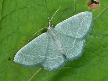 Phaiogramma etruscaria Z. adulte - �Philippe Mothiron