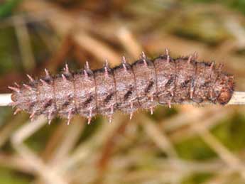  Chenille de Boloria eunomia Esp. - �Wolfgang Wagner, www.pyrgus.de