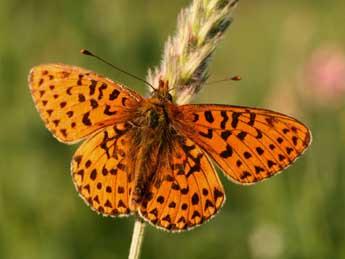 Boloria euphrosyne L. adulte - �Alex Corge