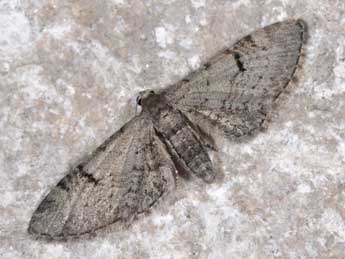 Eupithecia extraversaria H.-S. adulte - �Philippe Mothiron