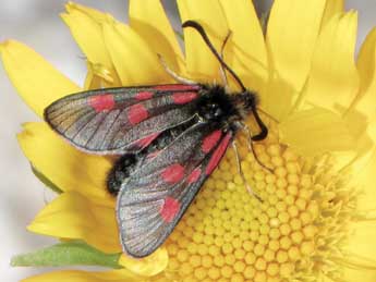 Zygaena exulans Hochenwart adulte - �Jean-Pierre Lamoline