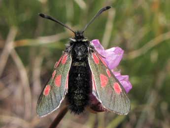 Zygaena exulans Hochenwart adulte - �Jean-Pierre Lamoline