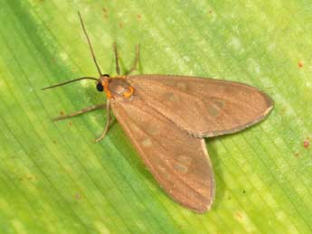 Dysauxes famula Frr adulte - �Philippe Mothiron