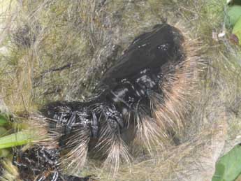  Chrysalide de Gynaephora fascelina L. - �Philippe Mothiron