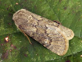 Dasypolia ferdinandi R�hl adulte - �Daniel Morel