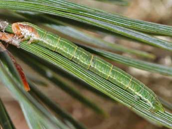  Chenille de Pennithera firmata Hb. - �Raymond Villatte