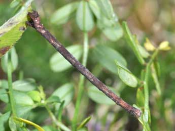  Chenille de Scopula floslactata Hw. - �Philippe Mothiron