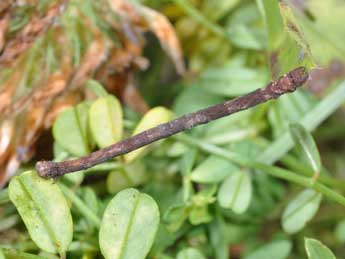  Chenille de Scopula floslactata Hw. - �Philippe Mothiron