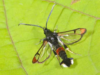 Synanthedon formicaeformis Esp. adulte - �Philippe Mothiron