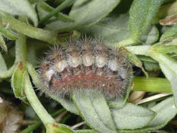  Chenille de Adscita geryon Hb. - �Wolfgang Wagner, www.pyrgus.de