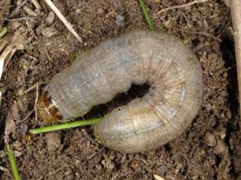  Chenille de Episema glaucina Esp. - �Wolfgang Wagner, www.pyrgus.de