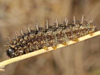  Chenille de Boloria graeca Stgr - �Wolfgang Wagner, www.pyrgus.de