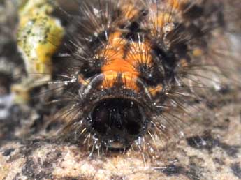  Chenille de Collita griseola Hb. - �Philippe Mothiron