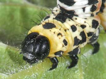  Chenille de Abraxas grossulariata L. - �Philippe Mothiron