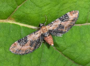 Eupithecia gueneata Mab. adulte - �Philippe Mothiron