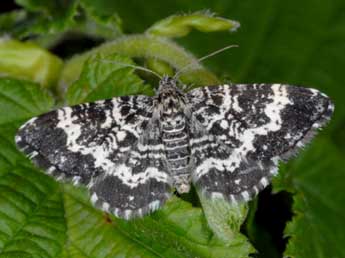 Epirrhoe hastulata Hb. adulte - �Wolfgang Wagner, www.pyrgus.de