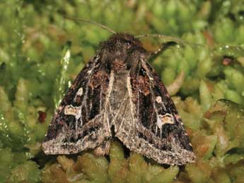 Celaena haworthii Curt. adulte - �Jean-Pierre Lamoline