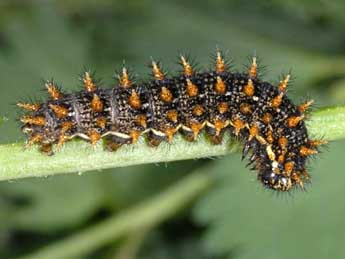  Chenille de Brenthis hecate D. & S. - �Wolfgang Wagner, www.pyrgus.de
