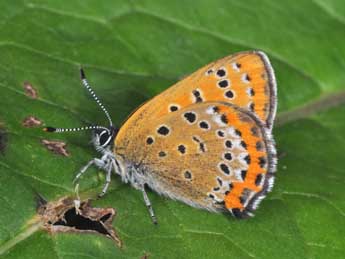 Lycaena helle D. & S. adulte - �Philippe Mothiron