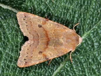 Anchoscelis helvola L. adulte - �Philippe Mothiron