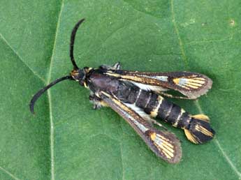 Bembecia himmighoffeni Stgr adulte - �Lionel Taurand