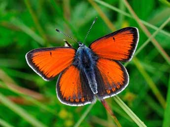 Lycaena hippothoe L. adulte - �Jean-Fran�ois Maradan